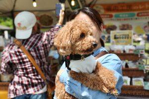 わんだふるちはらだい03